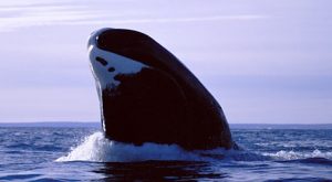 Pictures of Bowhead Whale