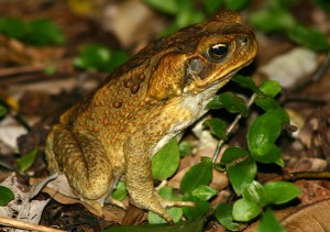 Photos of Cane Toad