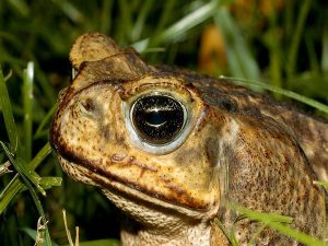 Pictures of Cane Toad