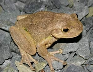 Images of Cuban Tree Frog