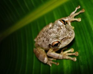 Photos of Cuban Tree Frog