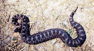Images of Eastern Massasauga Rattlesnake