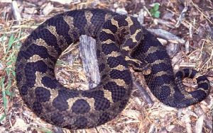 Pictures of Eastern Massasauga Rattlesnake