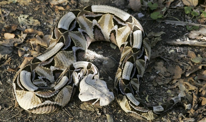 Gaboon viper