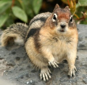 Golden-mantled Ground Squirrel Picture