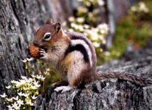 Images of Golden-mantled Ground Squirrel