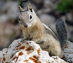 Photos of Golden-mantled Ground Squirrel