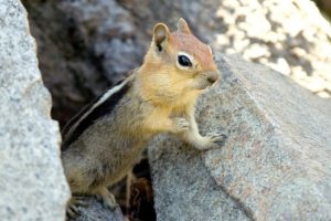 Pictures of Golden-mantled Ground Squirrel