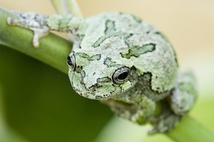 Pictures of Gray Tree Frog