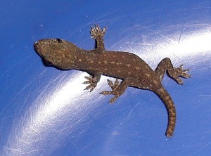 Images of House Gecko