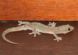 Photos of House Gecko