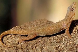 Pictures of House Gecko