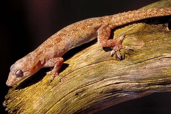 House Gecko -