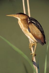 Least Bittern Picture