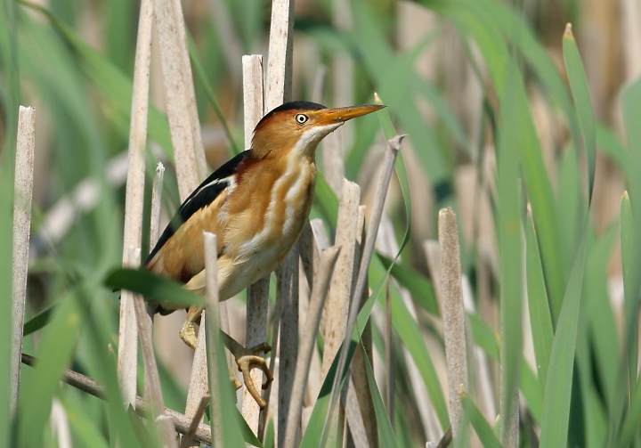 Images of Least Bittern