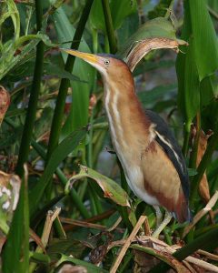 Photos of Least Bittern