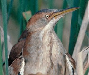 Pictures of Least Bittern