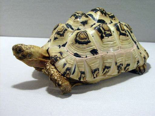 Images of Leopard Tortoise