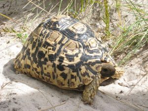 Photos of Leopard Tortoise