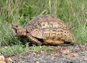 Pictures of Leopard Tortoise