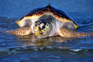 Loggerhead Sea Turtle Picture