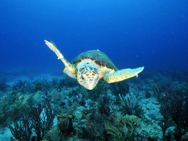 Images of Loggerhead Sea Turtle