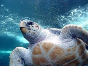 Photos of Loggerhead Sea Turtle