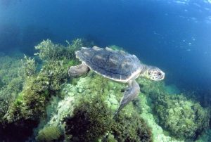 Pictures of Loggerhead Sea Turtle 