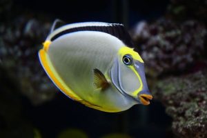 Images of Naso Tang