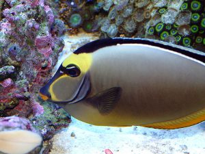 Pictures of Naso Tang