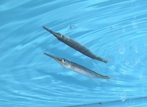 Needlefish Picture