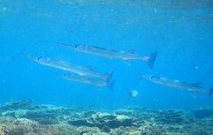 Images of Needlefish