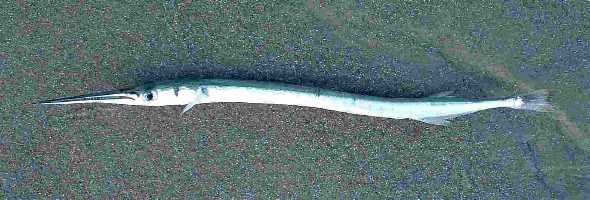 giant needlefish