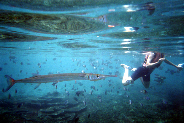 giant needlefish