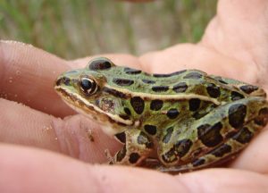 Northern Leopard Frog Picture