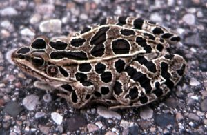 Photos of Northern Leopard Frog