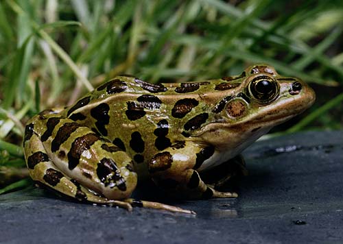 Pictures of Northern Leopard Frog