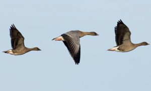 Photos of Pink Footed Goose