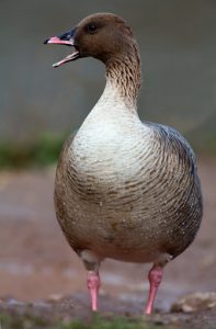 Pictures of Pink Footed Goose