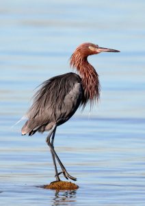 Reddish Egret Picture