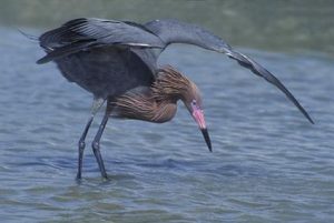 Images of Reddish Egret