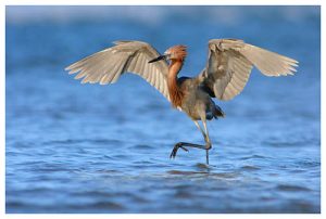 Photos of Reddish Egret