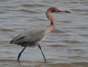 Pictures of Reddish Egret