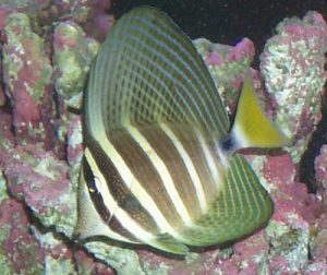 Sailfin Tang Picture