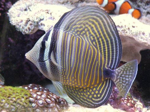 Images of Sailfin Tang