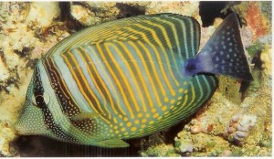 Photos of Sailfin Tang