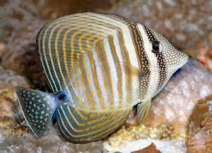 Pictures of Sailfin Tang