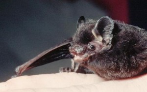 Silver Haired Bat Picture