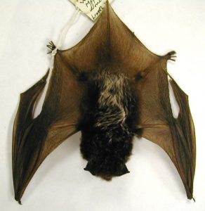 Pictures of Silver Haired Bat