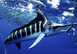 Images of Striped Marlin